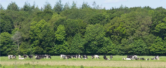 Vaches pré