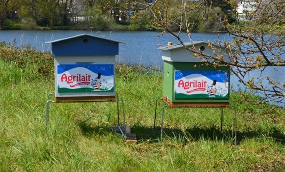 actualite_preservation_biodiversite_ruches_abeilles_laiterie_coralis-agrilait