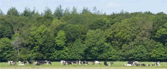 campagne-vaches-champs-agrilait