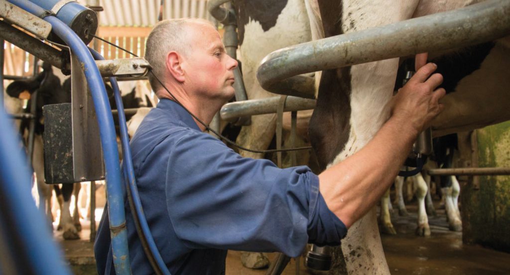 Eleveur traite des vaches