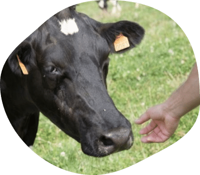 benoit-main-eleveur-vaches-laitieres-normandie-agrilait