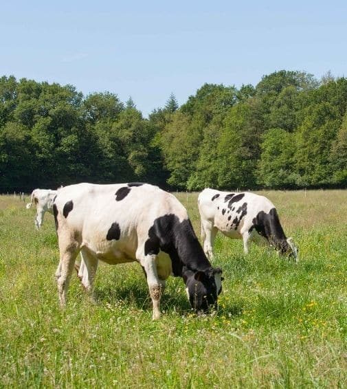 campagne-bretagne-climat-herbe-agrilait-505x566px