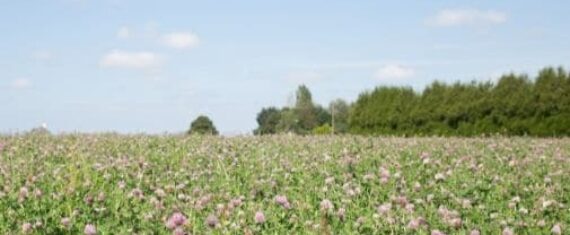 champ-trefle-fleurs-bretagne-agrilait
