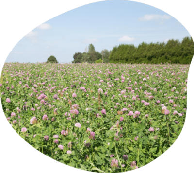 champ-trefle-fleurs-bretagne-agrilait