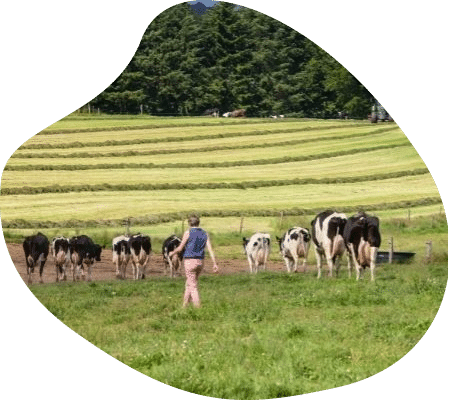 patricia-troupeau-eleveur-vaches-laitieres-normandie-agrilait