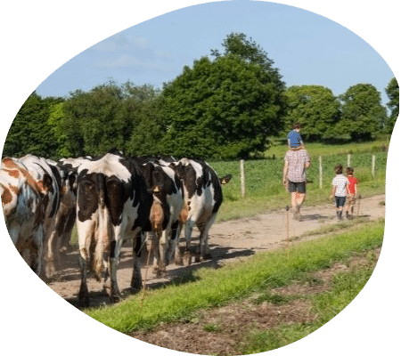 pierre-troupeau-eleveur-vaches-laitieres-normandie-agrilait