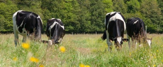 rues-henry-paturage-vaches-herbe-fleurs-agrilait