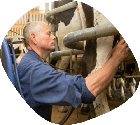 theo-traite-eleveur-vaches-laitieres-bretagne-agrilait