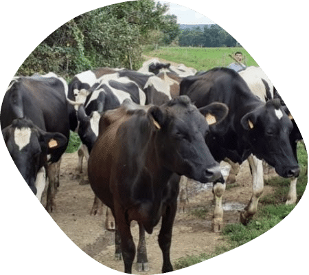 troupeau-eleveur-vaches-laitieres-bretagne-agrilait