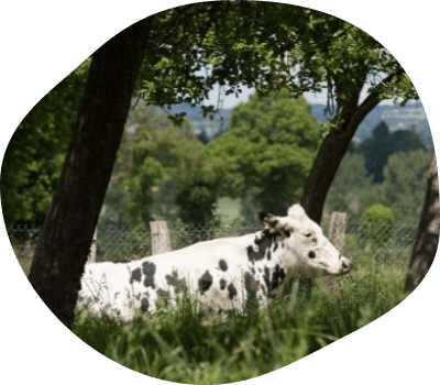 vache-campagne_normandie-eleveurs-agrilait