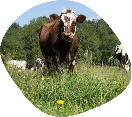 vache-laitiere-champs-eleveur-vaches-laitieres-bretagne-agrilait