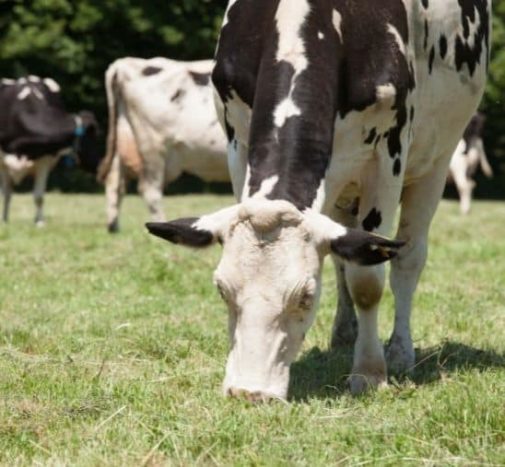 vache-paturage-alimentation-sans-ogm-bbc-agrilait