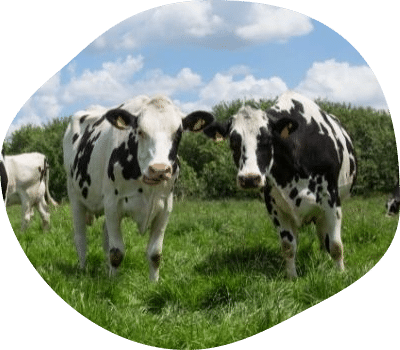 vaches-campagne-bretagne-agrilait-bulle