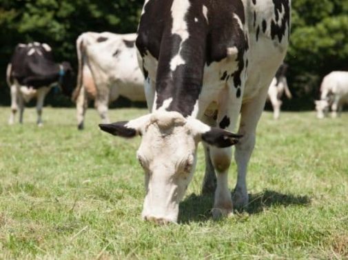 vaches-douceur-campagne-bretagne-agrilait-bulle-564x421px