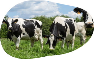 vaches-paturage-herbe-normandie-agrilait
