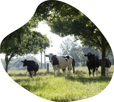 vaches-troupeau-campagne-normandie-agrilait