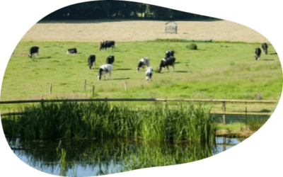 vaches-troupeau-etang-campagne-normandie-agrilait-bulle