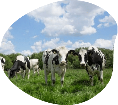 vaches-troupeau-lait-normandie-eleveurs-agrilait
