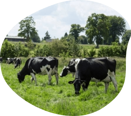 yves-troupeau-eleveur-vaches-laitieres-normandie-agrilait