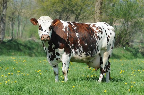 vache-bretagne-lait-pis-gros-plan-agrilait