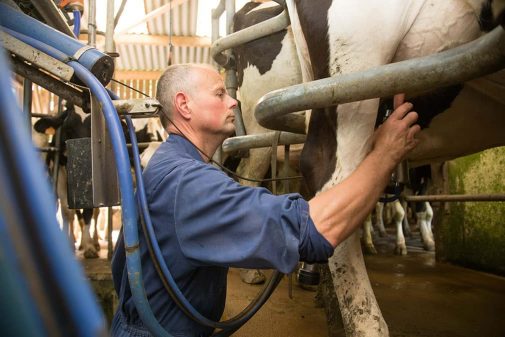 vache-traite-éleveur-lait-agrilait