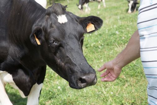 vaches-lait-campagne-bretagne-main-eleveurs-agrilait