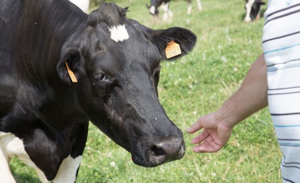 vaches-lait-campagne-bretagne-main-eleveurs-agrilait