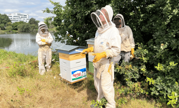 ctualite-ruches-recolte-salaries-miel-agrilait