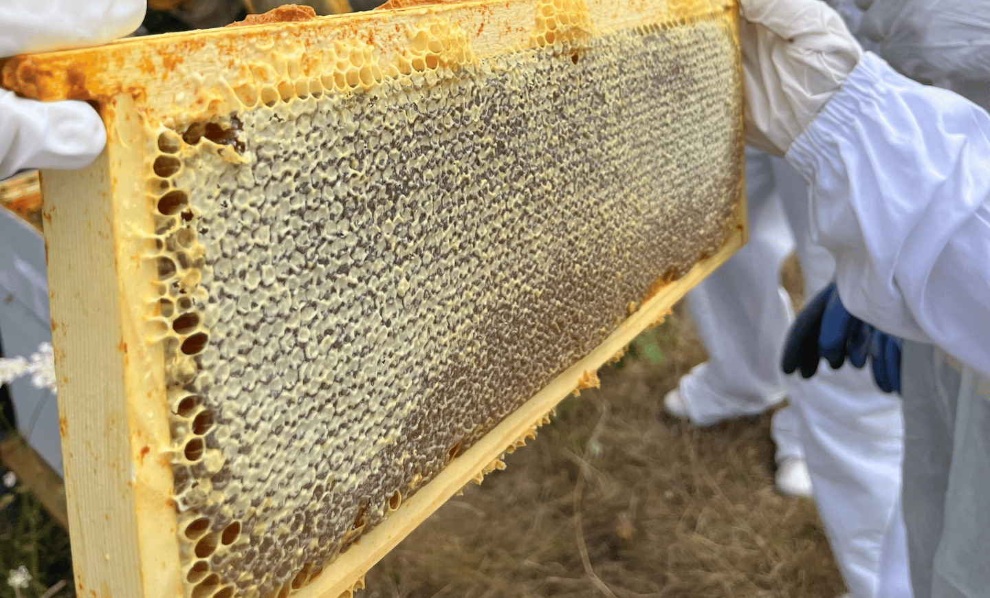 cadre-opercule-miel-agrilait