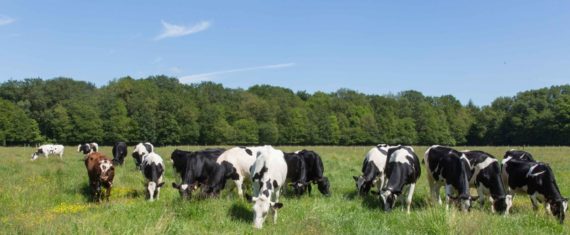 vache laitière