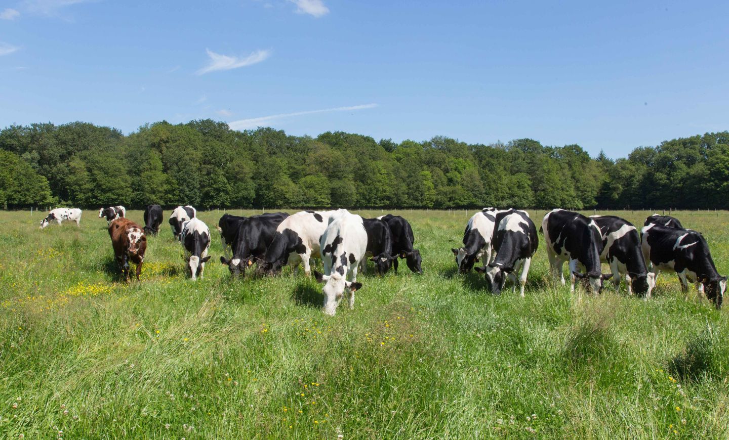 actualite-vaches-bio-beurre-breton-agrilait