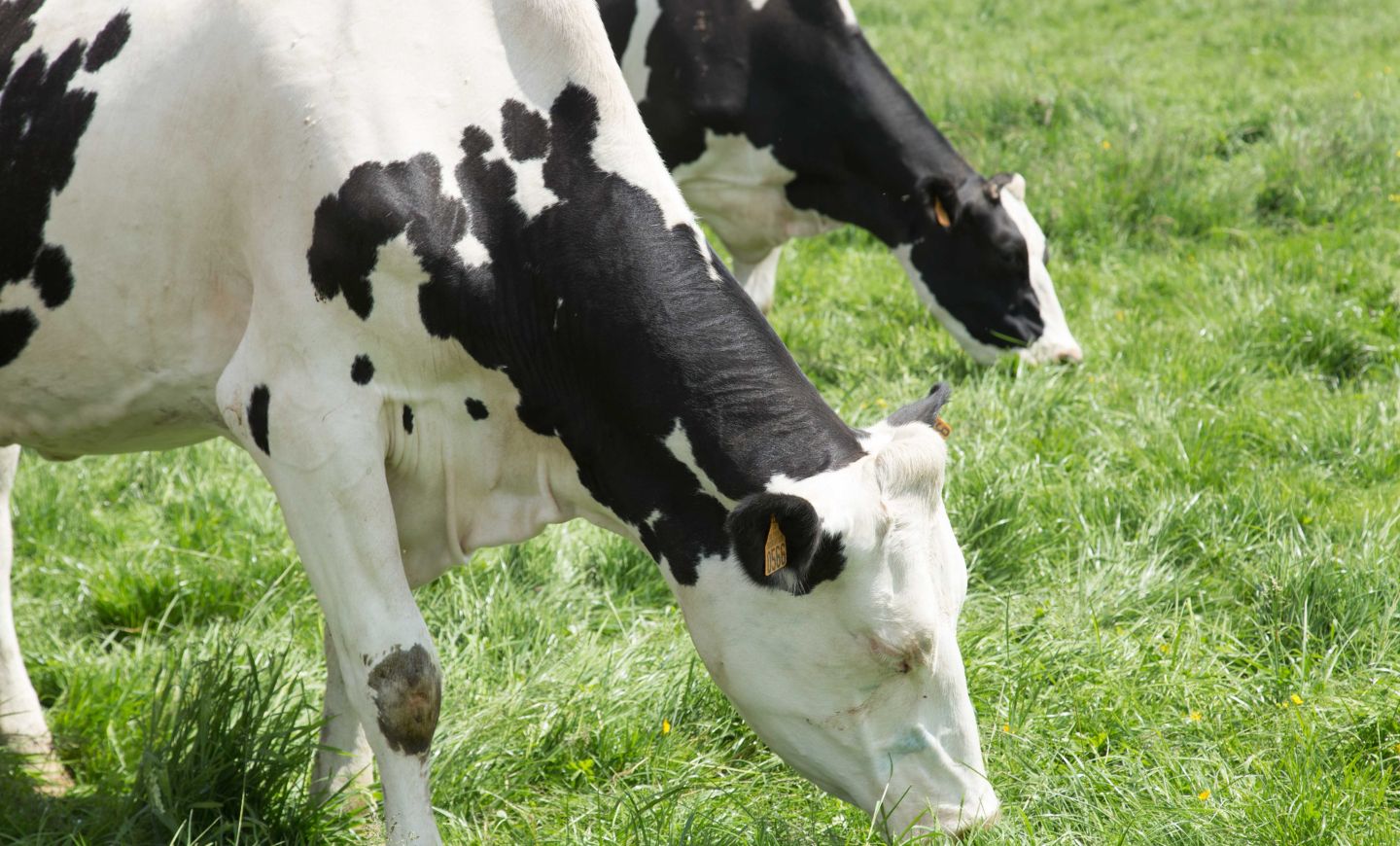 actualite-alimentation-vaches-lait-agrilait