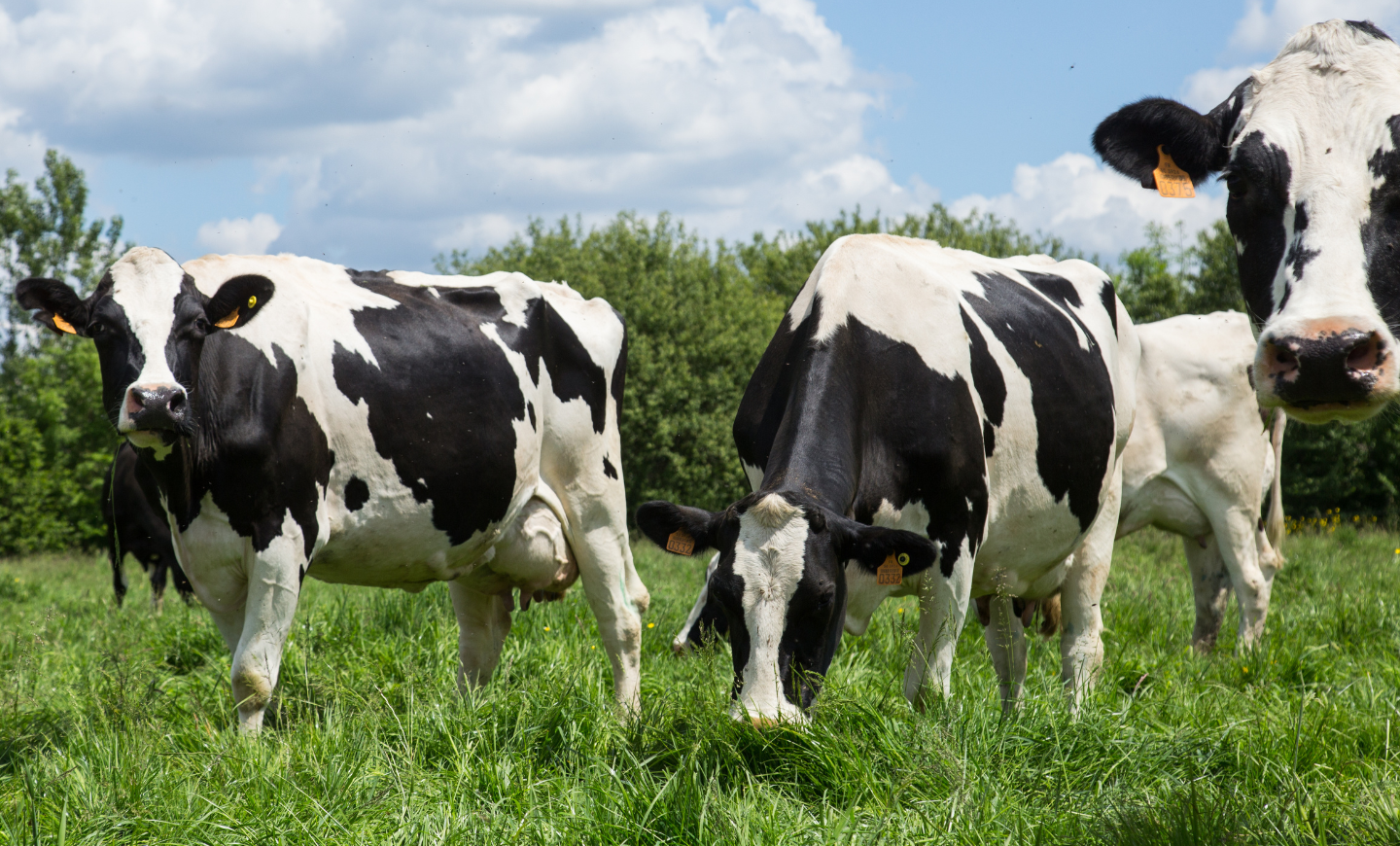 vaches paturages