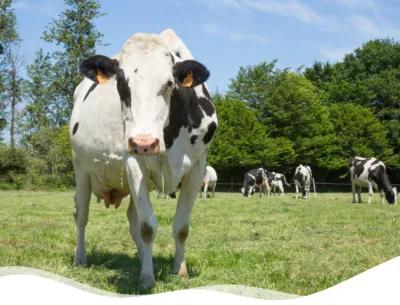 vache printemps