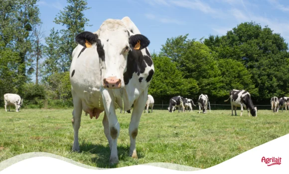 vache printemps