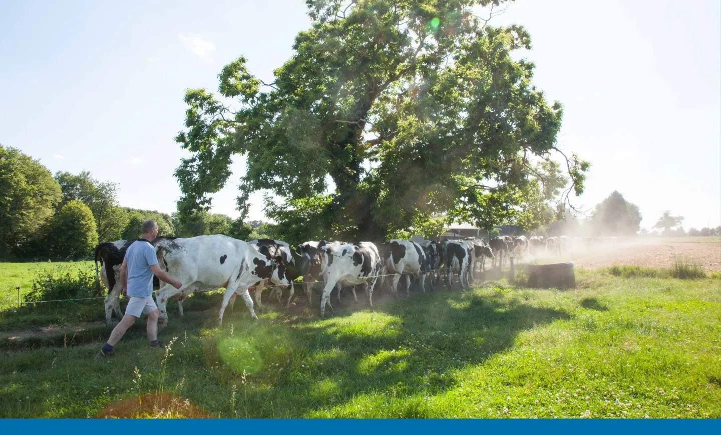 éleveur agrilait champ vaches nature paysage biodiversité