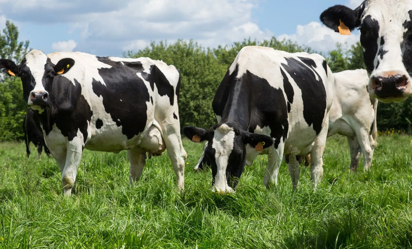 vaches ruminant champ herbe Agrilait