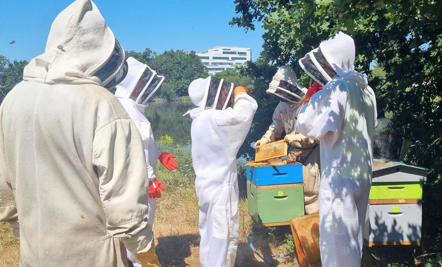 ruches été agrilait actualite (2)