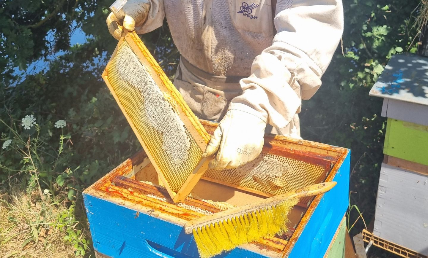 ruches été agrilait actualite (3)